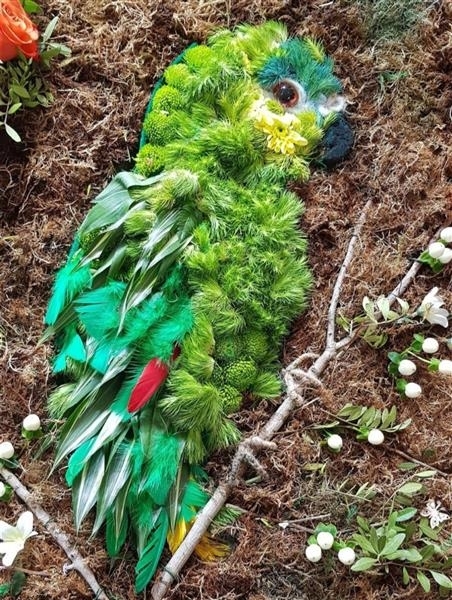 2D Parrot